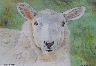 Lundy Sheep - Click for larger image