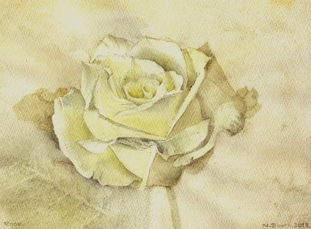 Rose, painted 2013