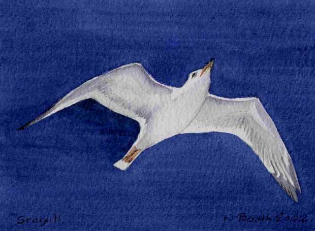 Seagull, painted 2002